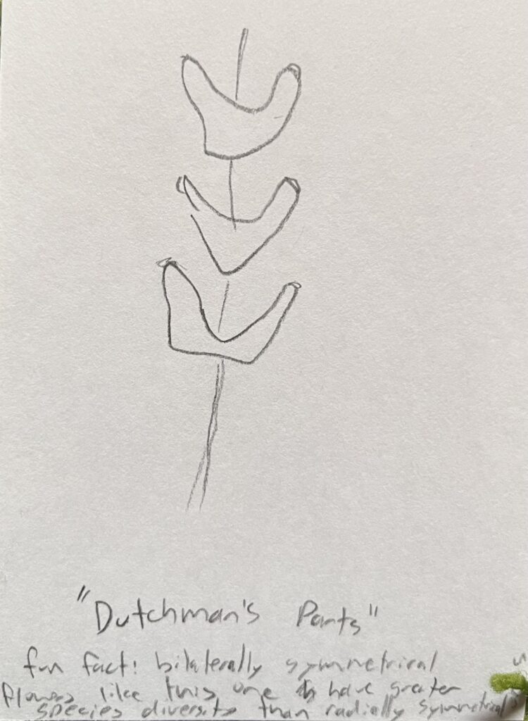 Dutchman's Parts