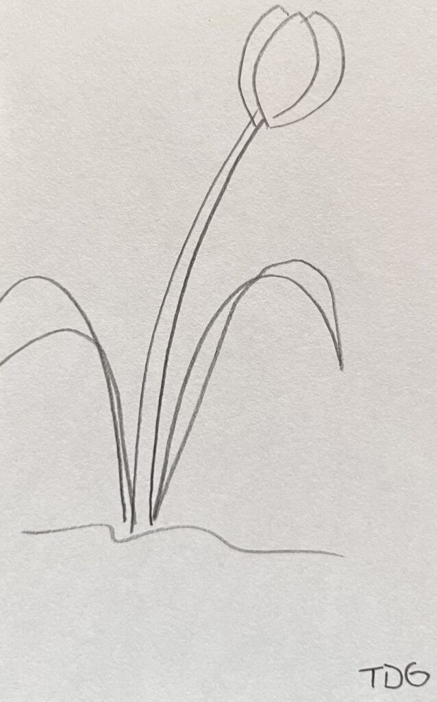 tulip drawing