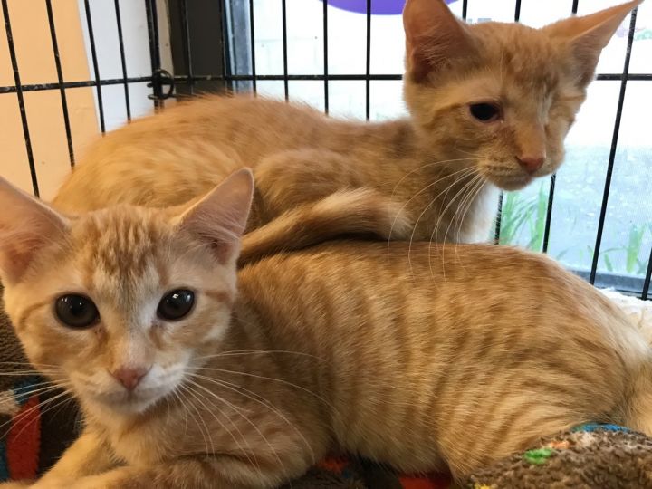 Two orange kittens