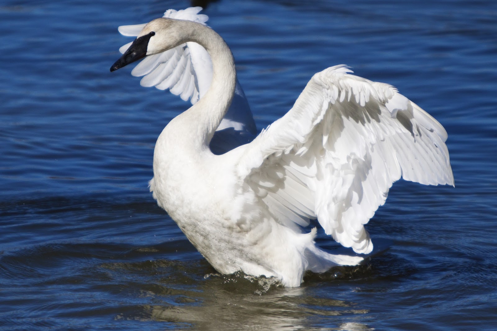 Magness Lake Swans 015