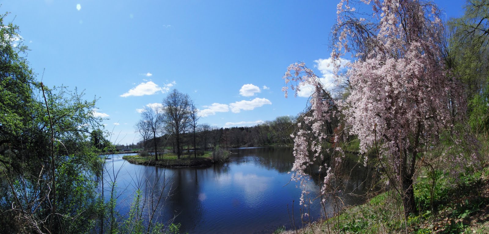 nicefloweringbushbysmithpondpanoramasm