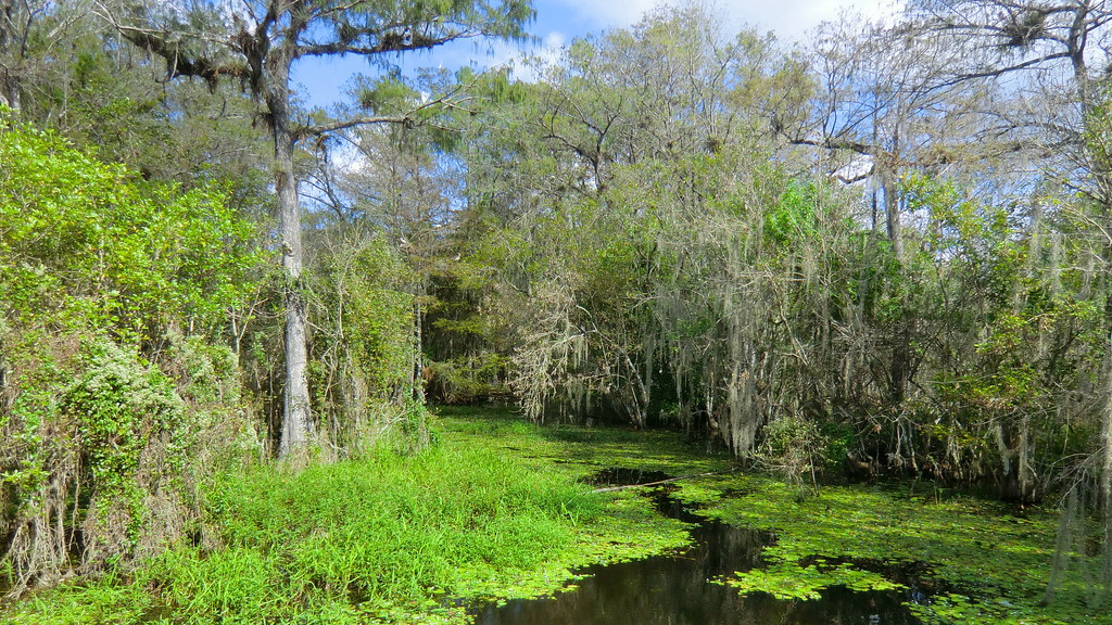 A lush, green swamp with trees draped in moss, dense foliage, and patches of bright green vegetation floating on still water, evoking a serene, natural atmosphere.