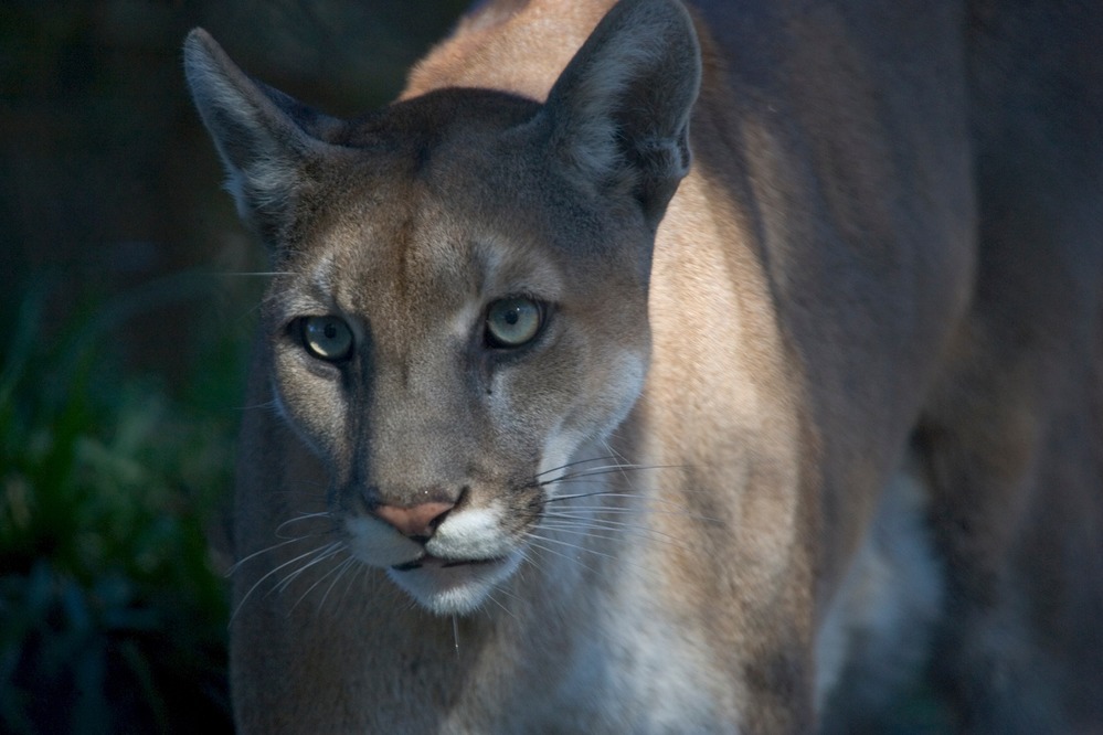 Close-up of a cougar in dappled light, showcasing its intense gaze and sleek fur. The background is blurred with hints of greenery, creating a calm, wild atmosphere.