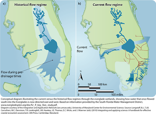 Side-by-side maps compare Florida's historical and current water flow. Left shows pre-drainage natural flow; right shows altered flow with canals.