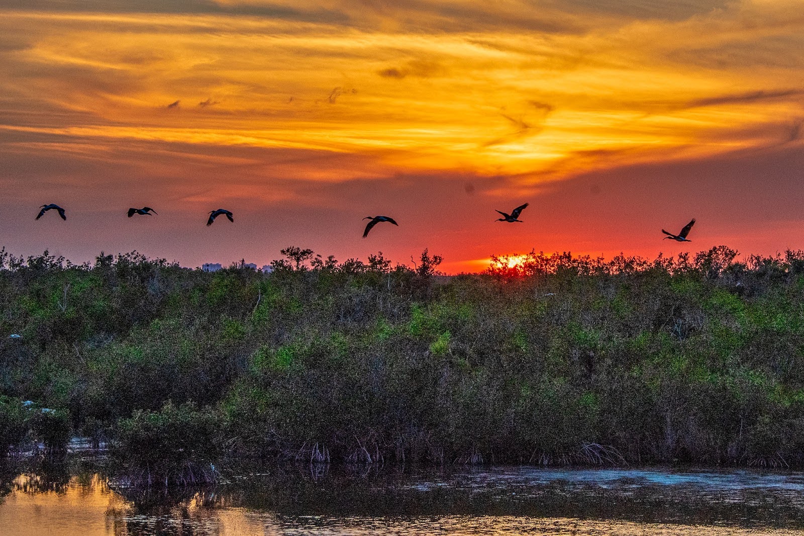 Sunset over a marsh with a vibrant orange sky. A flock of birds silhouettes against the sunset, flying toward the horizon. Calm and serene atmosphere.