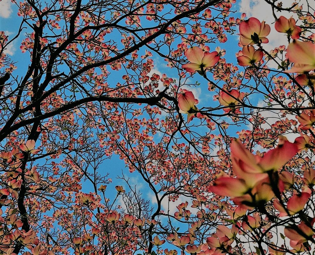 color photograph of magnolia blossoms