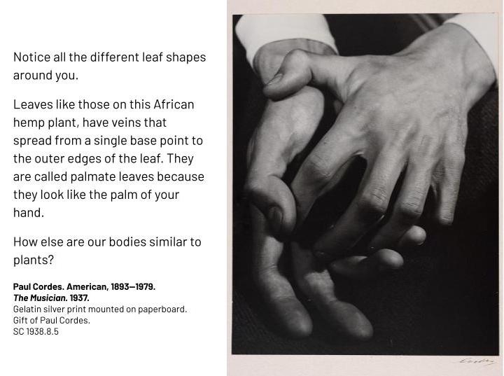 Black and white photo of a man's hands. Notice all the different leaf shapes around you. Leaves like those on this African hemp plant, have veins that spread from a single base point to the outer edges of the leaf. They are called palmate leaves because they look like the palm of your hand. How else are our bodies similar to plants? Paul Cordes. American, 1893--1979. The Musician. 1937. Gelatin silver print mounted on paperboard. Gift of Paul Cordes. SC 1938.8.5