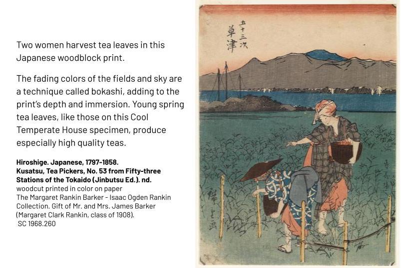 Two women harvest tea leaves in this Japanese woodblock print. The fading colors of the fields and sky are a technique called bokashi, adding to the print’s depth and immersion. Young spring tea leaves, like those on this Cool Temperate House specimen, produce especially high quality teas. Hiroshige. Japanese, 1797-1858. Kusatsu, Tea Pickers, No. 53 from Fifty-three Stations of the Tokaido (Jinbutsu Ed.). nd. woodcut printed in color on paper The Margaret Rankin Barker - Isaac Ogden Rankin Collection. Gift of Mr. and Mrs. James Barker (Margaret Clark Rankin, class of 1908). SC 1968.260