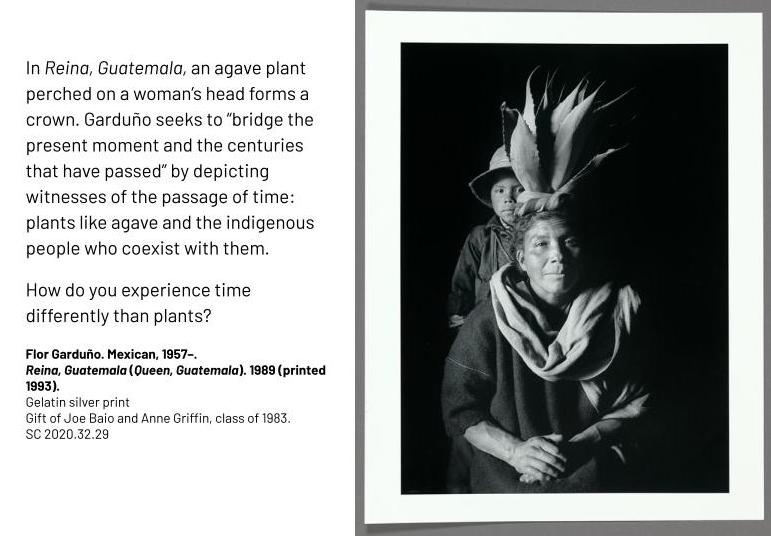 In Reina, Guatemala, an agave plant perched on a woman’s head forms a crown. Garduño seeks to “bridge the present moment and the centuries that have passed” by depicting witnesses of the passage of time: plants like agave and the indigenous people who coexist with them. How do you experience time differently than plants? Flor Garduño. Mexican, 1957–. Reina, Guatemala (Queen, Guatemala). 1989 (printed 1993). Gelatin silver print Gift of Joe Baio and Anne Griffin, class of 1983. SC 2020.32.29