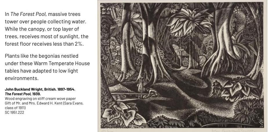 Black and white image of two people gathering water in a lush forest. In The Forest Pool, massive trees tower over people collecting water. While the canopy, or top layer of trees, receives most of sunlight, the forest floor receives less than 2%. Plants like the begonias nestled under these Warm Temperate House tables have adapted to low light environments. John Buckland Wright, British. 1897-1954. The Forest Pool, 1939. Wood engraving on stiff cream wove paper Gift of Mr. and Mrs. Edward H. Kent (Sara Evans, class of 1911) SC 1951.222