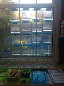 Sealed bags and open cups of water are prominently displayed in Katy Butler's classroom.