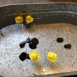 Several of Bert’s duckling friends floating in a makeshift puddle.