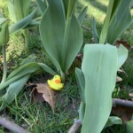 Rubber ducks were found hiding all over Seelye Lawn at Smith college for days to come, leaving me (as well as many other students) to imagine what other sorts of adventures they might have embarked on.
